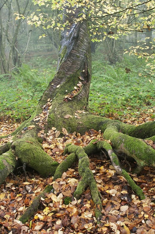 Stem and roots of wild cherry