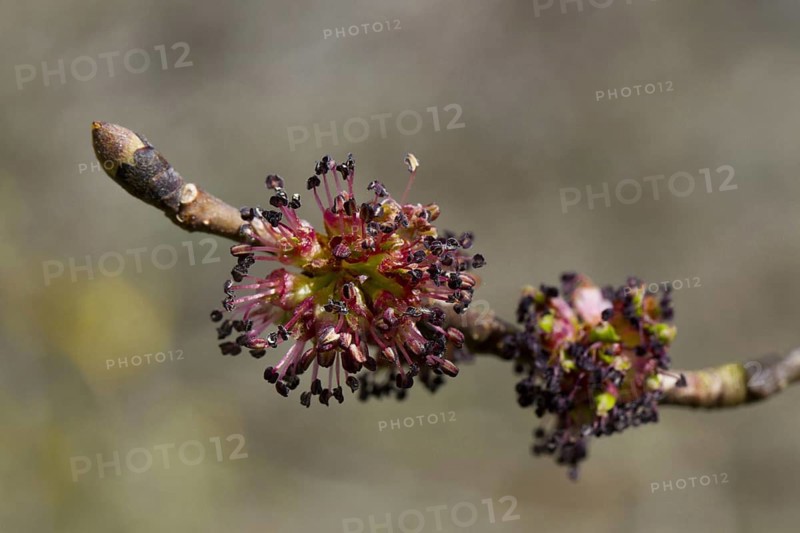 Wych wych elm