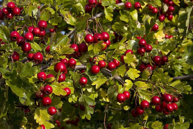 Common hawthorn