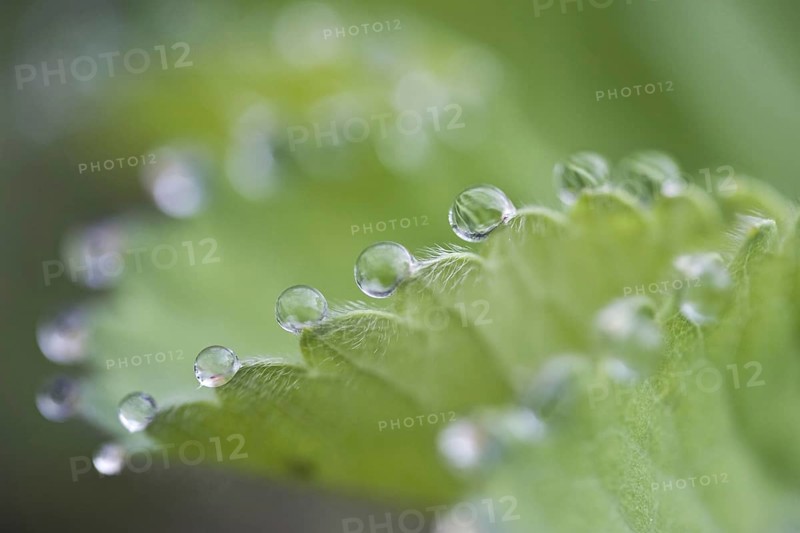 Garden lady's mantle