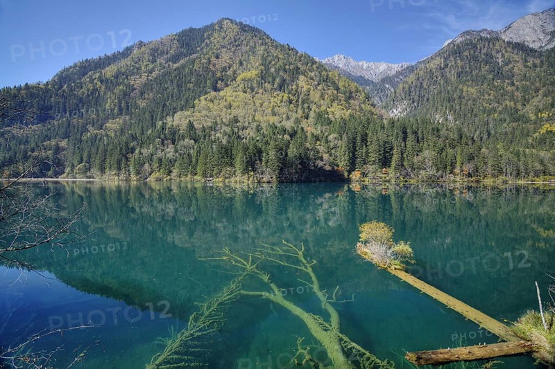 View of submerged tree trunks in a clear lake