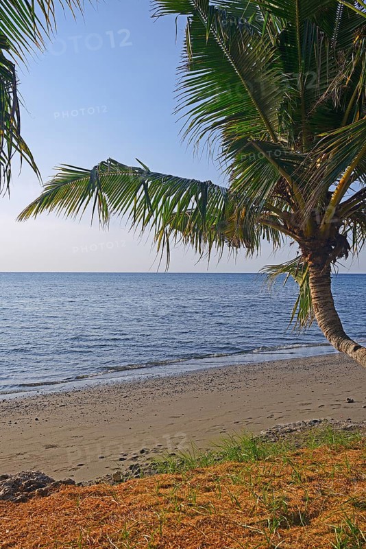 Coconut palms