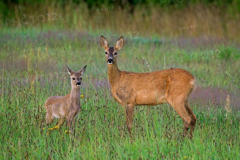 European roe deer