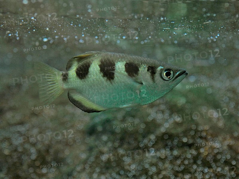 Archerfish