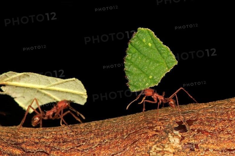Leafcutter ant