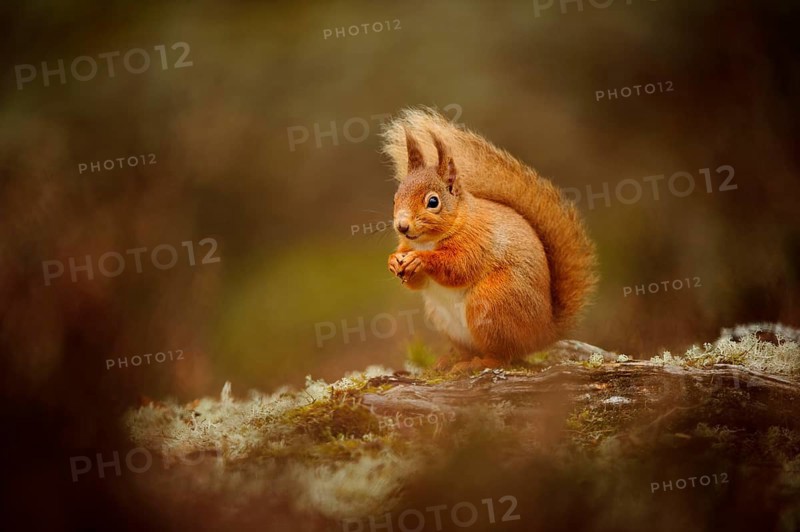 Adult Eurasian red eurasian red squirrel