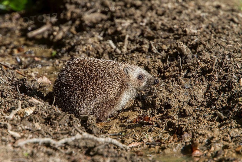 Southern white-breasted hedgehog