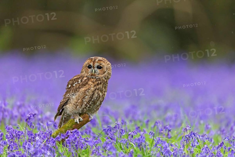 Tawny Owl