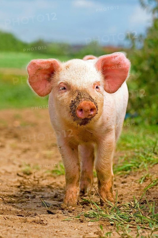 Domestic Pig