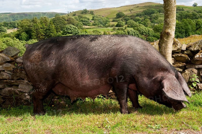 Domestic pig