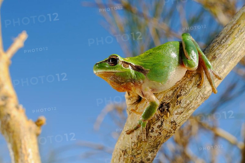 Stripeless Treefrog