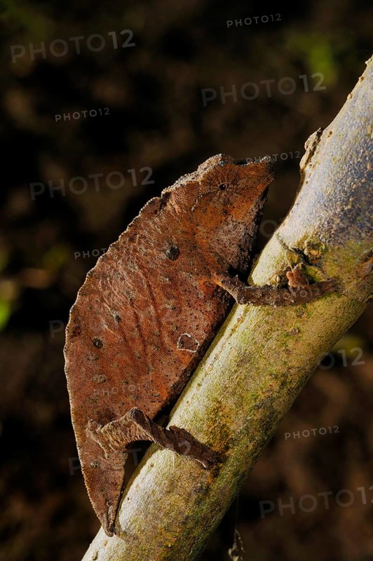 Boulenger's Pygmy Chameleon