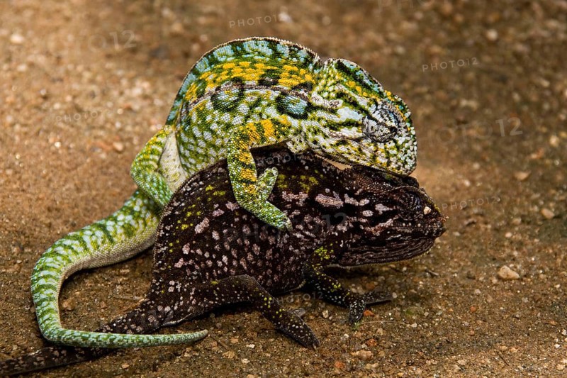 Carpet Chameleon