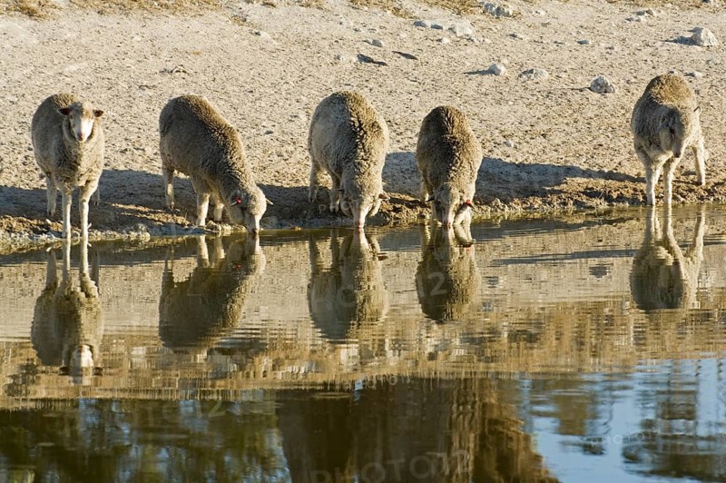 Domestic Merino x Texel lambs drinking from a depleted agricultural reservoir during drought
