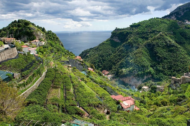 Lemon groves with some trees protected with nets against excessive sunlight and sunburn