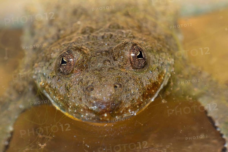 Yellow-bellied toad