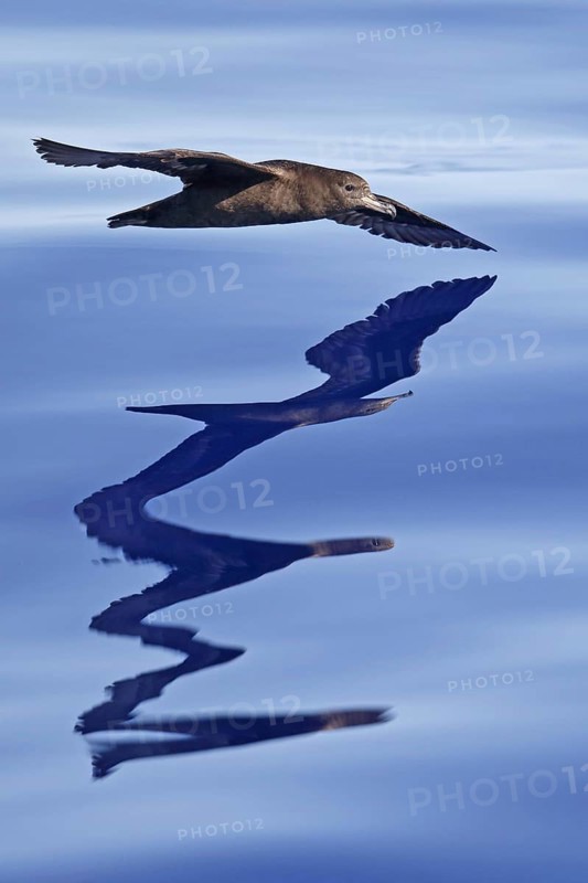 Flesh-footed Shearwater