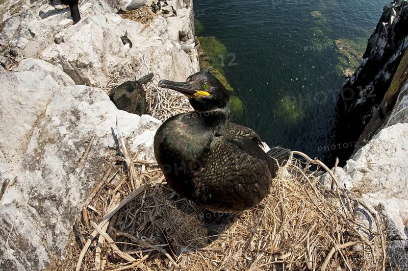 European Shag