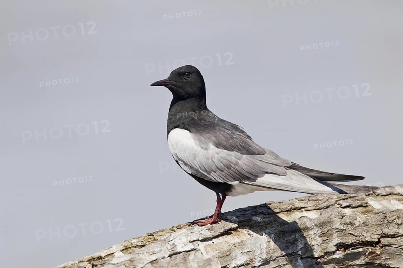 White-winged Black Tern