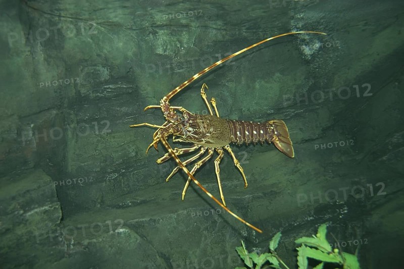 Palinurus vulgaris