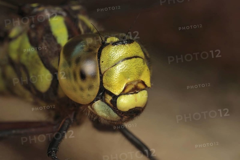 Southern hawkers