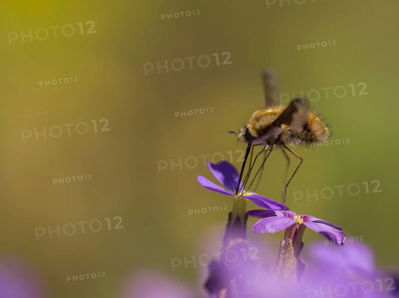 Common Bee-fly