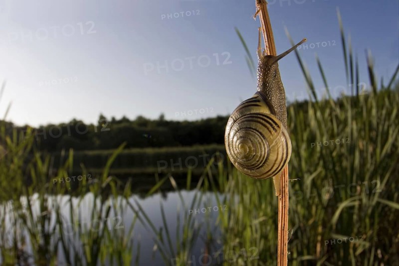 Brown-lipped Grove Snail