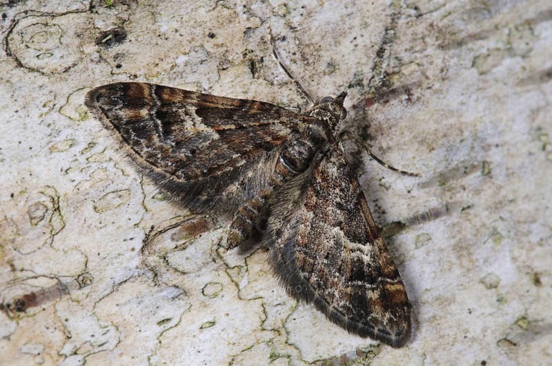 Double-striped pug