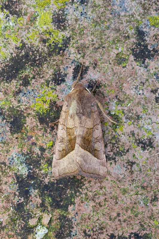 Riparian Mark Owl