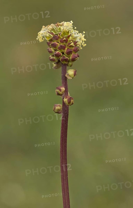 Salad Burnet