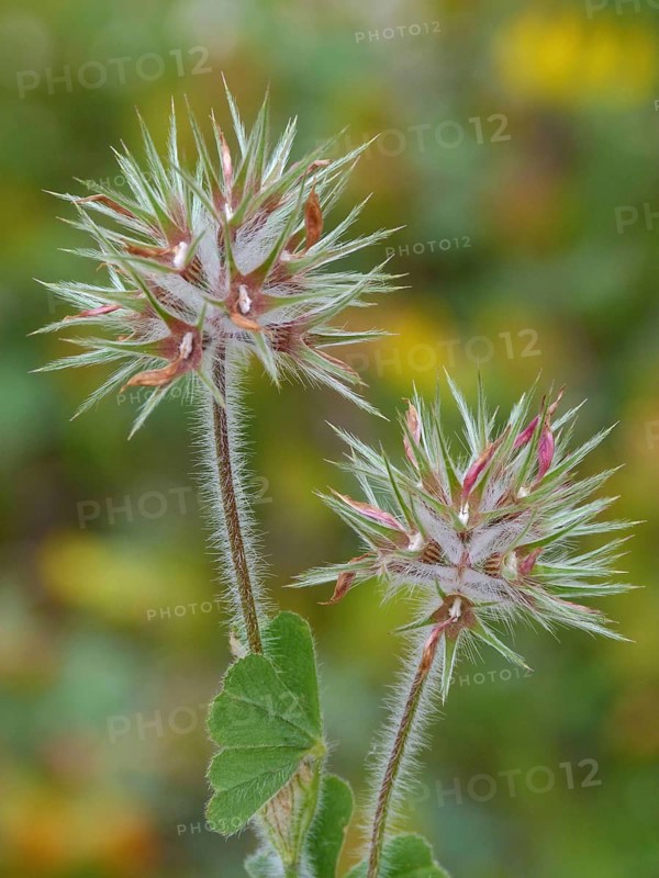 Starry clover