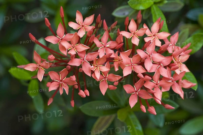 Jungle geranium