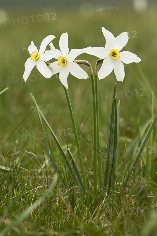 White Narcissus