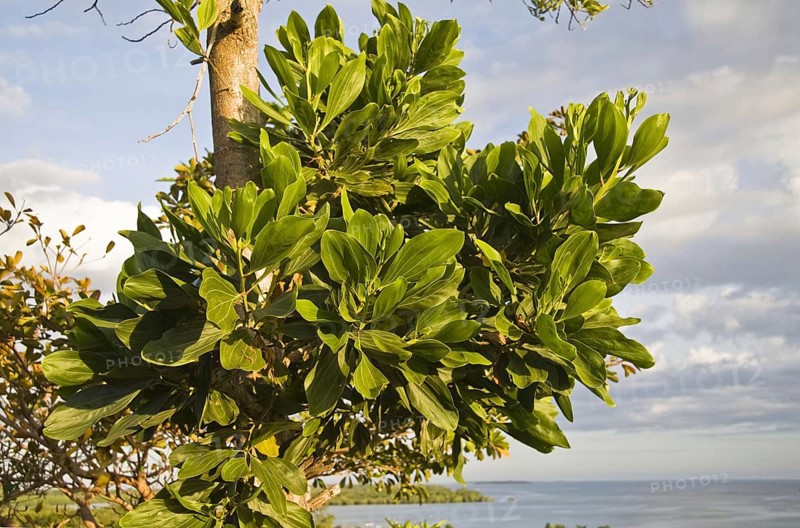 Mangium wattle
