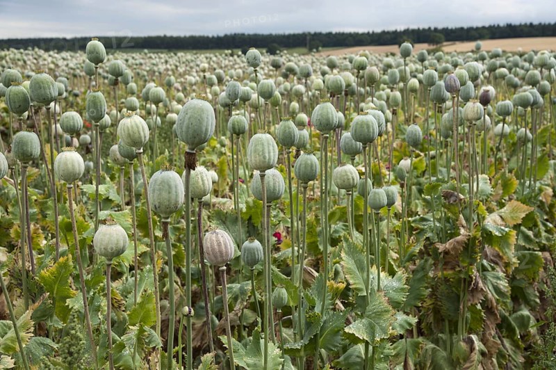 Cultivation of opium poppy