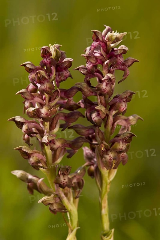 Anacamptis coriophora