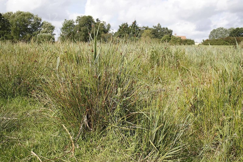 Rushes