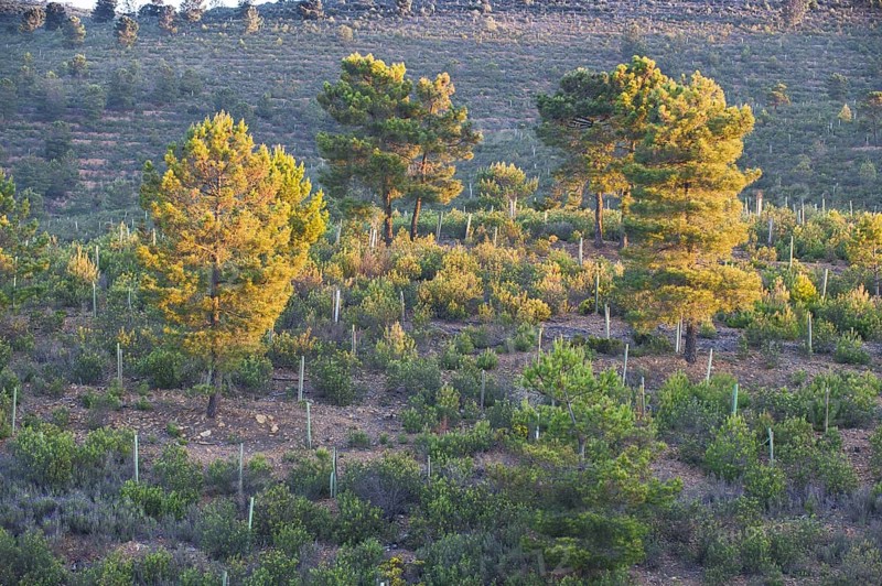 Hillside with Gum Cistus