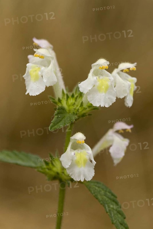 Downy Hemp-nettle