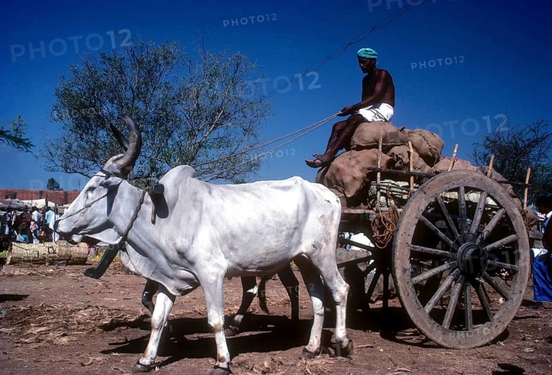 Traditional bullock cart carrying the Luggage
