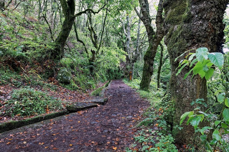 Levada trail