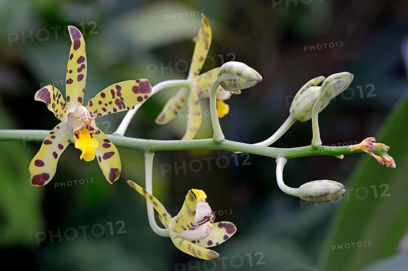 Flower of the West African african ansellia