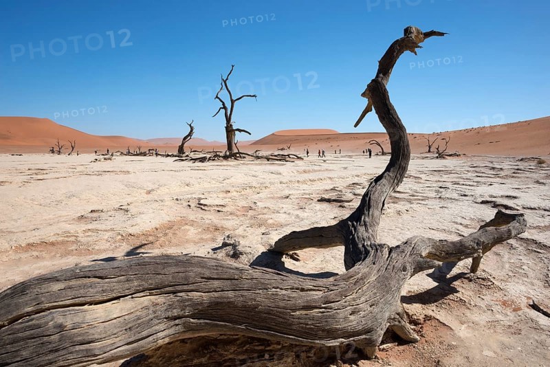 Dead camel thorn