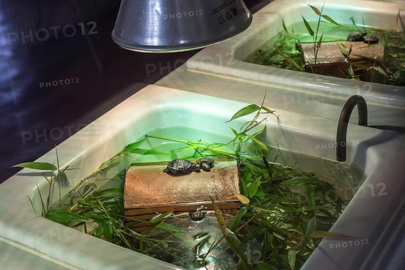 Baby European pond turtles