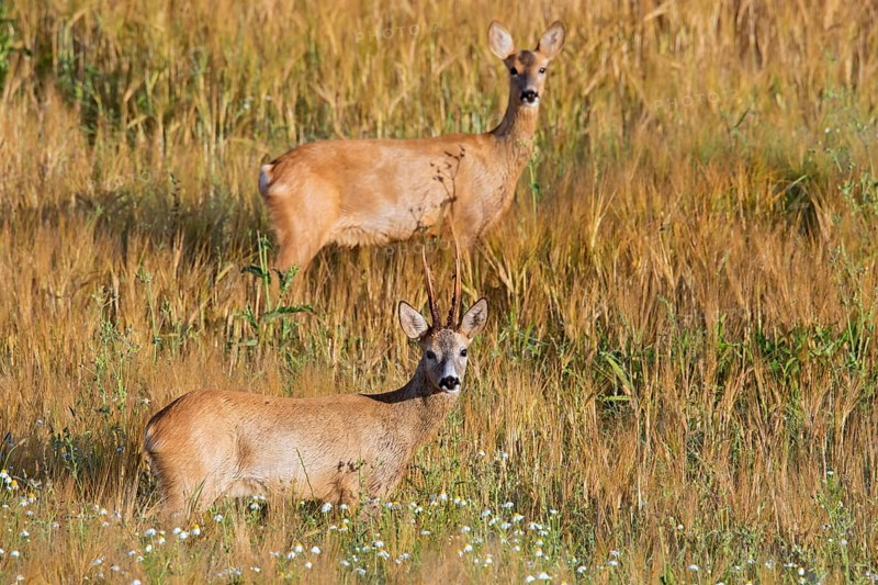 European european roe deer