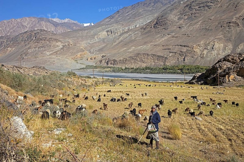 Old Tajik woman herding goats along the Pamir River