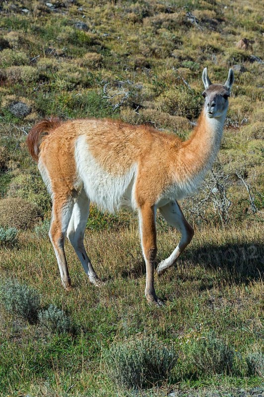 Guanaco