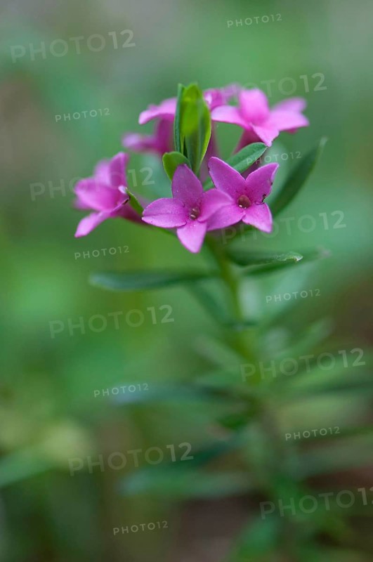 (Daphne cneorum)