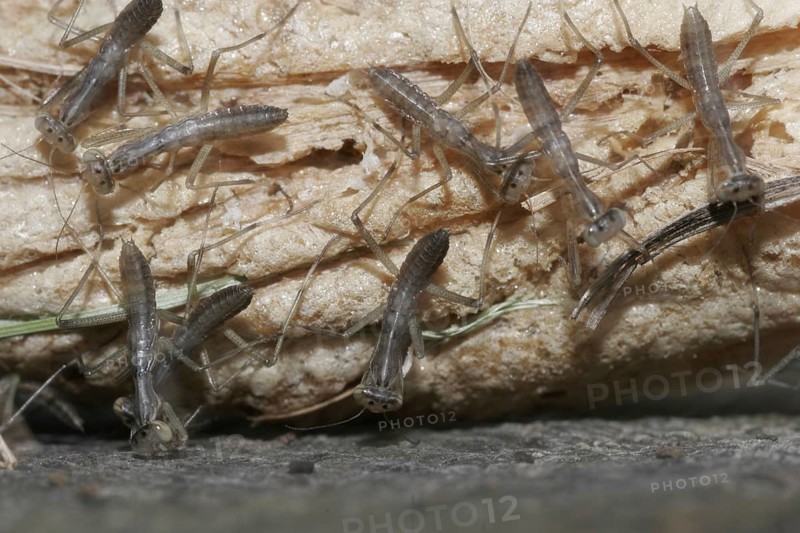 Praying mantis