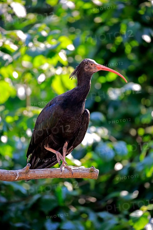 Northern Bald Ibis